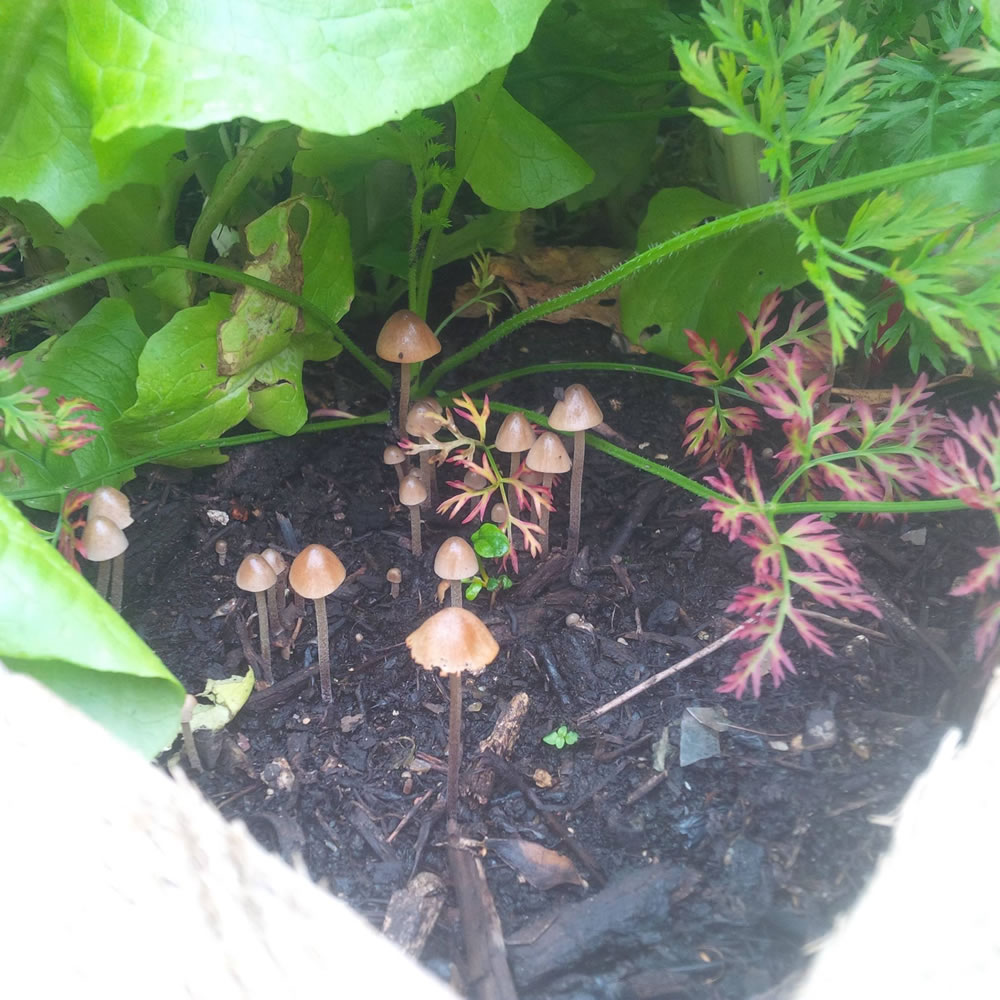 Fungi growing in one of our edible raised beds - so many plants growing and soil so moist, it has created its own micro climate!